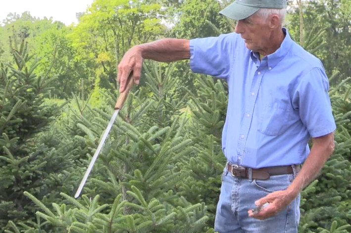 A man trimming a Christmas tree.